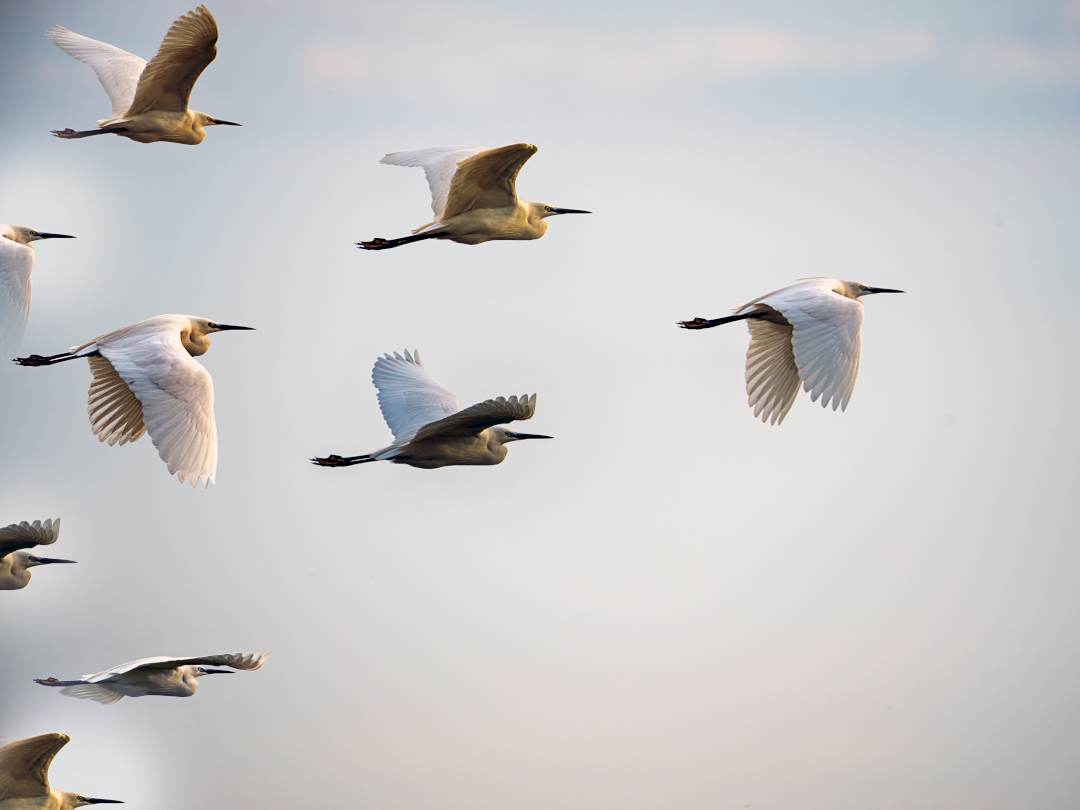 Schwarm weißer Vögel im Flug, Symbol für Freiheit und mentale Resilienz.